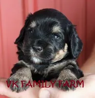 SUMMER - TRI COLOR MINI BERNEDOODLE, a female Miniature Bernedoodle for sale in Martinsville, IN – 3 of 3