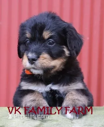 TESLA - TRI COLOR STANDARD BERNEDOODLE – Bernedoodle puppy for sale in Martinsville, IN