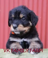 TESLA - TRI COLOR STANDARD BERNEDOODLE, a female Bernedoodle for sale in Martinsville, IN – 1 of 4