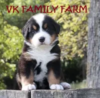 ST. THOMAS - BERNESE AKC , a male Bernese Mountain Dog for sale in Martinsville, IN – 4 of 4
