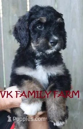Bugatti - tricolor bernedoodle – Bernese Mountain Dog, Poodle - Standard  puppy for sale in Martinsville, IN