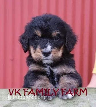 GENESIS - TRI COLOR STANDARD BERNEDOODLE – Bernese Mountain Dog, Poodle - Standard  puppy for sale in Martinsville, IN