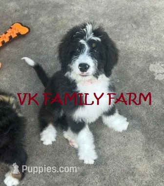 POP ROCKS – Bernedoodle puppy for sale in Martinsville, IN