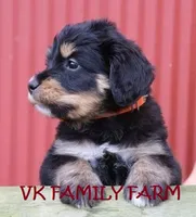 TESLA - TRI COLOR STANDARD BERNEDOODLE, a female Bernedoodle for sale in Martinsville, IN – 3 of 4