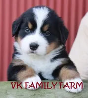ST. THOMAS - BERNESE AKC , a male Bernese Mountain Dog for sale in Martinsville, IN – 3 of 4