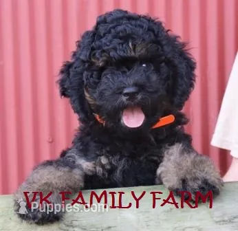 POPSICLE - TRI COLOR MINI BERNEDOODLE – Miniature Bernedoodle puppy for sale in Martinsville, IN