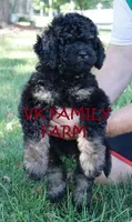 POPSICLE - TRI COLOR MINI BERNEDOODLE, a male Miniature Bernedoodle for sale in Martinsville, IN – 3 of 3