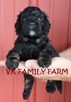COPPERTONE - MINI BERNEDOODLE , a male Miniature Bernedoodle for sale in Martinsville, IN – 3 of 3