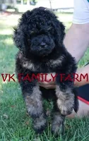 POPSICLE - TRI COLOR MINI BERNEDOODLE, a male Miniature Bernedoodle for sale in Martinsville, IN – 2 of 3