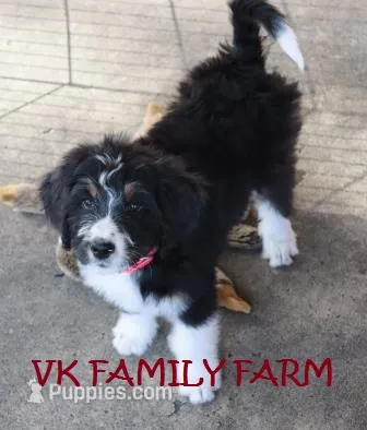 Audi - tricolor bernedoodle – Bernese Mountain Dog, Poodle - Standard  puppy for sale in Martinsville, IN