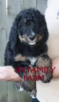 LEXUS - STANDARD TRICOLOR BERNEDOODLE, a female Bernedoodle for sale in Martinsville, IN – 2 of 3