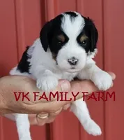 LEMONADE - TRI COLOR MINI BERNEDOODLE, a male Miniature Bernedoodle for sale in Martinsville, IN – 3 of 3