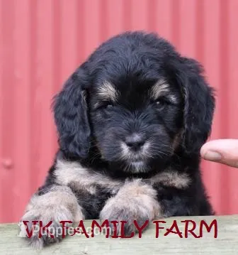 SUMMER - TRI COLOR MINI BERNEDOODLE – Miniature Bernedoodle puppy for sale in Martinsville, IN