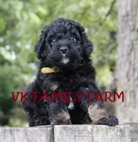 COPPERTONE - MINI BERNEDOODLE , a male Miniature Bernedoodle for sale in Martinsville, IN – 3 of 4