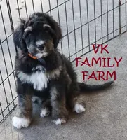 Bugatti - tricolor bernedoodle, a male Bernese Mountain Dog and Poodle - Standard  for sale in Martinsville, IN – 1 of 3