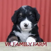 LICORICE, a female Bernese Mountain Dog and Poodle - Multi-Colored Standard for sale in Martinsville, IN – Photo 2 of 3