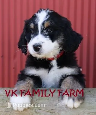 SKITTLES  – Bernese Mountain Dog, Poodle - Multi-Colored Standard puppy for sale in Martinsville, IN