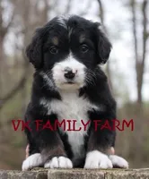 LICORICE, a female Bernese Mountain Dog and Poodle - Multi-Colored Standard for sale in Martinsville, IN – Photo 3 of 3
