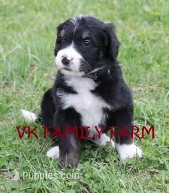 LICORICE, a female Bernese Mountain Dog and Poodle - Multi-Colored Standard for sale in Martinsville, IN – Photo 1 of 3