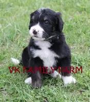 LICORICE, a female Bernese Mountain Dog and Poodle - Multi-Colored Standard for sale in Martinsville, IN – Photo 1 of 3