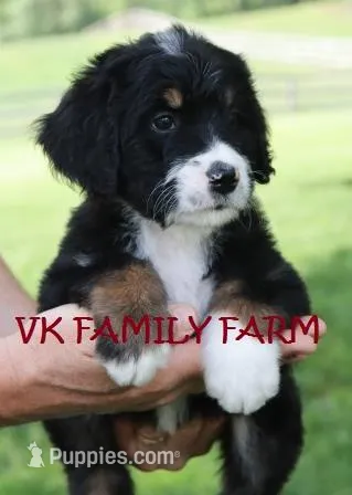 LICORICE – Bernese Mountain Dog, Poodle - Multi-Colored Standard puppy for sale in Martinsville, IN