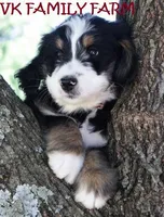 SKITTLES , a female Bernese Mountain Dog and Poodle - Multi-Colored Standard for sale in Martinsville, IN – Photo 2 of 3