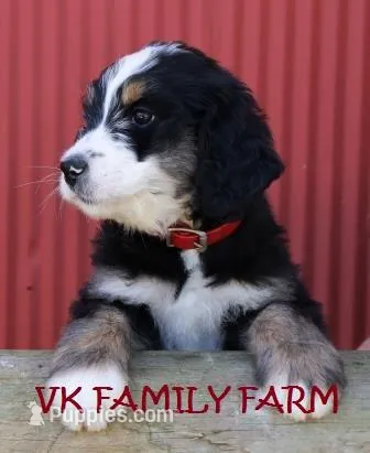 SKITTLES , a female Bernese Mountain Dog and Poodle - Multi-Colored Standard for sale in Martinsville, IN – Photo 1 of 3