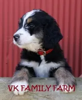 SKITTLES , a female Bernese Mountain Dog and Poodle - Multi-Colored Standard for sale in Martinsville, IN – Photo 1 of 3