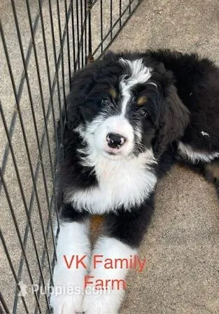 POP ROCKS – Bernedoodle puppy for sale in Martinsville, IN