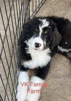 POP ROCKS, a female Bernedoodle for sale in Martinsville, IN – 1 of 4