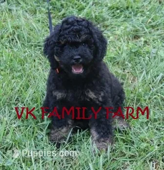 POPSICLE - TRI COLOR MINI BERNEDOODLE – Miniature Bernedoodle puppy for sale in Martinsville, IN