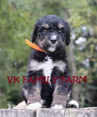 Bugatti - tricolor bernedoodle – Bernese Mountain Dog, Poodle - Standard  puppy for sale in Martinsville, IN