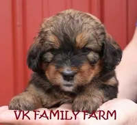 MOCHA, a female Bernedoodle for sale in Martinsville, IN – Photo 2 of 3
