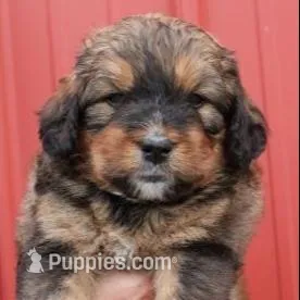 MOCHA – Bernedoodle puppy for sale in Martinsville, IN