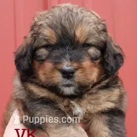 MOCHA, a female Bernedoodle for sale in Martinsville, IN – Photo 3 of 3