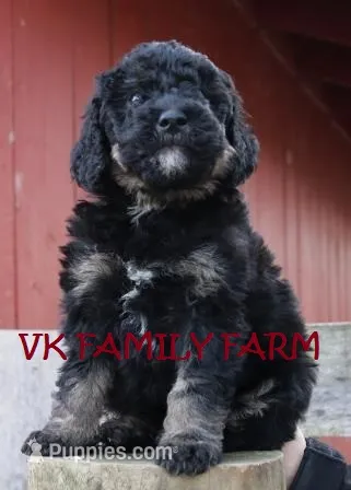 Mini tricolor Bernedoodle – Bernedoodle puppy for sale in Martinsville, IN