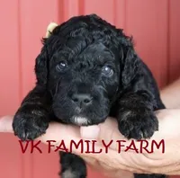 COPPERTONE - MINI BERNEDOODLE , a male Miniature Bernedoodle for sale in Martinsville, IN – 2 of 3
