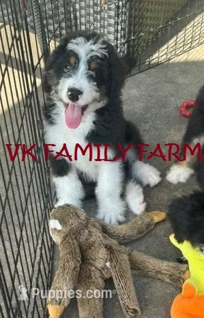 JOLLY RANCHER  – Bernedoodle puppy for sale in Martinsville, IN