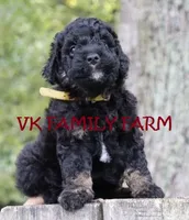 COPPERTONE - MINI BERNEDOODLE , a male Miniature Bernedoodle for sale in Martinsville, IN – 4 of 4