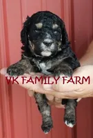SPLASH - TRICOLOR MINI BERNEDOODLE, a male Miniature Bernedoodle for sale in Martinsville, IN – 2 of 2