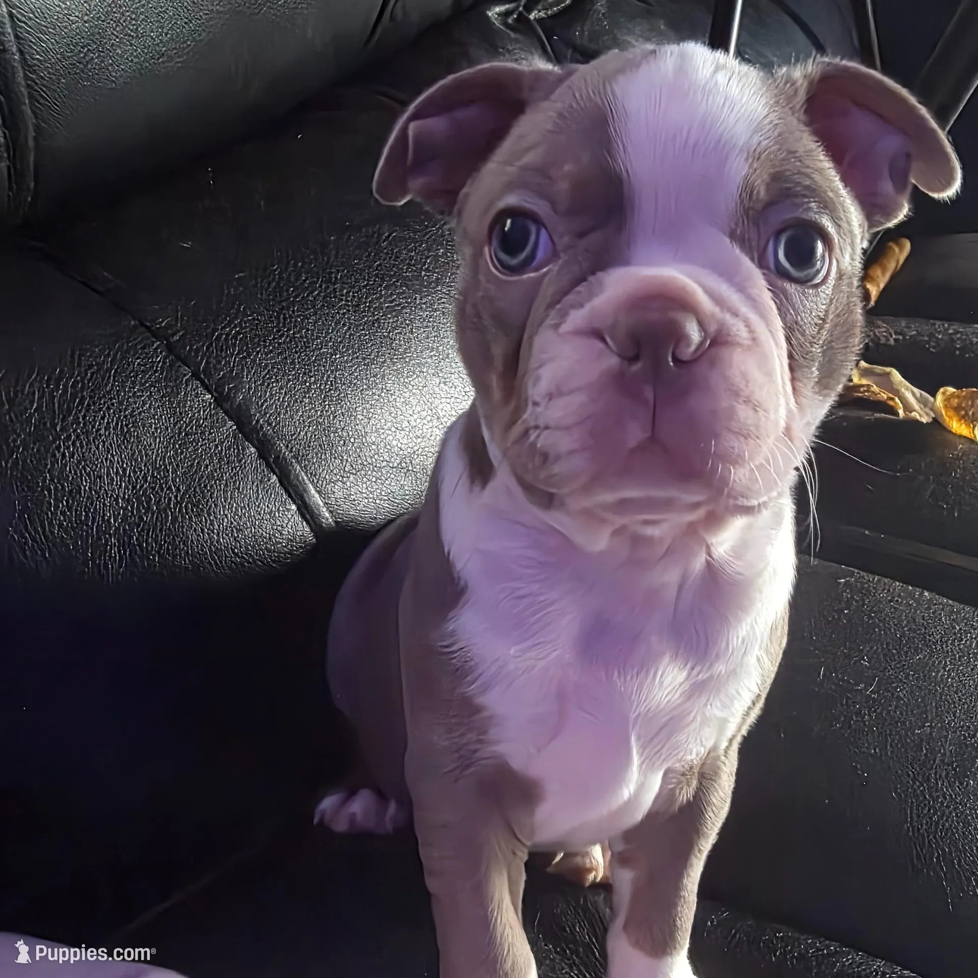 Green boy – Boston Terrier puppy for sale in Rochester, NH