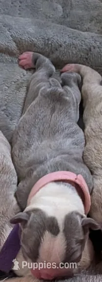 Pink girl, a female Boston Terrier for sale in Rochester, NH – Photo 3 of 3