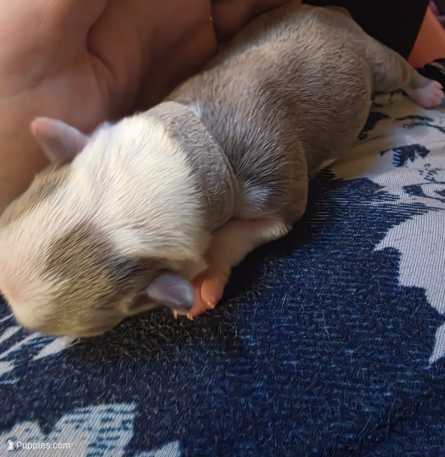 Grey girl, a female Boston Terrier for sale in Rochester, NH – Photo 2 of 2