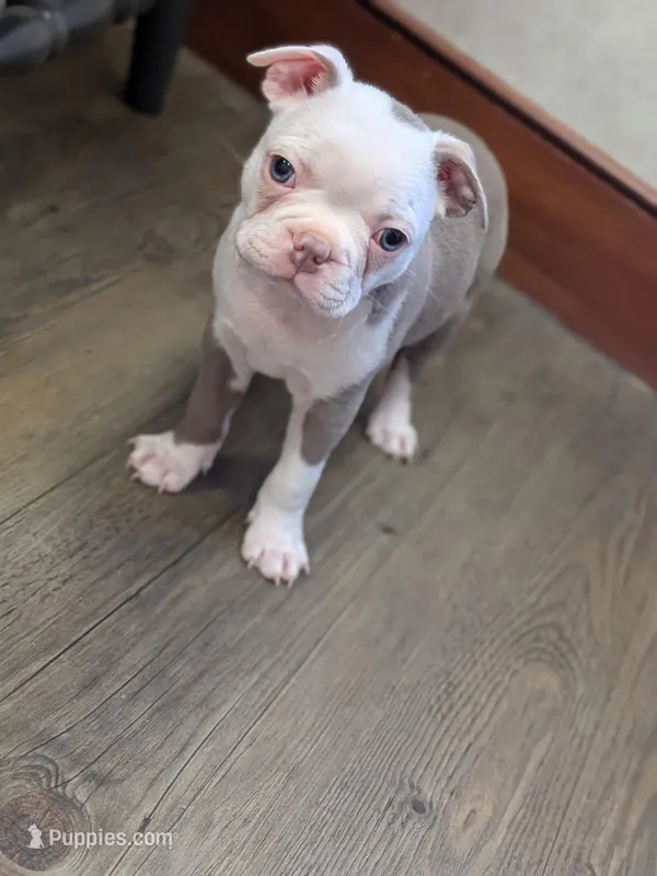 Dark purple girl – Boston Terrier puppy on hold in Rochester, NH