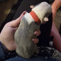 Red boy, a male Boston Terrier for sale in Rochester, NH – Photo 6 of 6