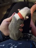 processed/e567da2d-488a-44df-a837-e50066d90ef8/listing/fd920868-d498-46bc-bed1-75ea9e71261c/65f6f343-3fea-4a9e-b28e-c402f8c7a8ba