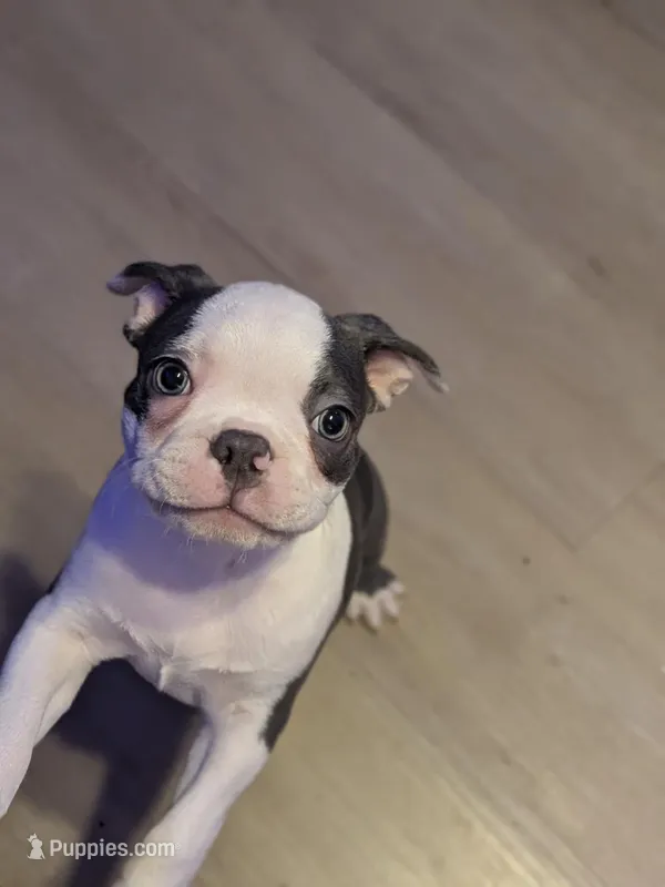 Red boy, a male Boston Terrier for sale in Rochester, NH – Photo 1 of 6