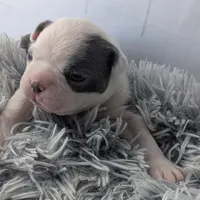 Red boy, a male Boston Terrier for sale in Rochester, NH – Photo 5 of 6