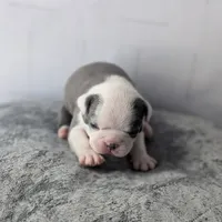 Red boy, a male Boston Terrier for sale in Rochester, NH – Photo 4 of 6