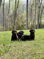 Boykin spaniel, a  Boykin Spaniel for sale in Holden Beach, NC – Photo 5 of 7